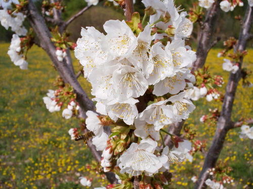 cerisier en fleur