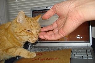 Simba approuve le contrat de licence