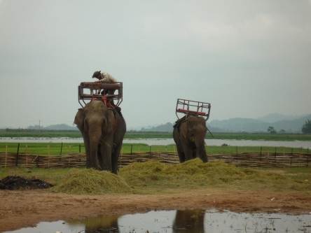 deux éléphants, ça bouffe !