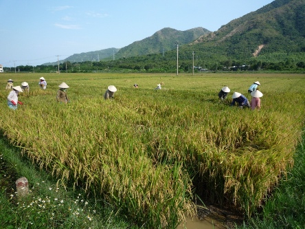 le riz toujours le riz