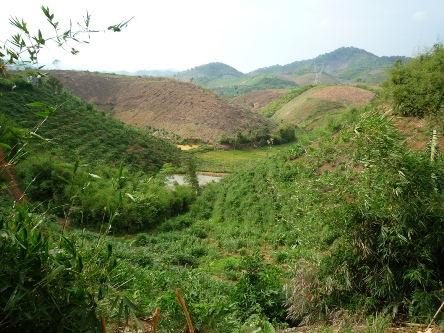 plantations de café
