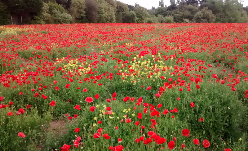 champ de coquelicots (La Flotte)